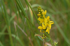 Genista tinctoria
