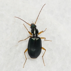 Agonum extensicolle