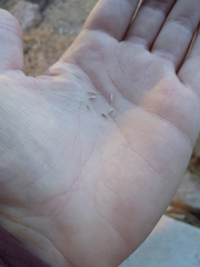 Bouteloua gracilis