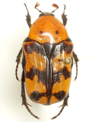 Euphoria fascifera