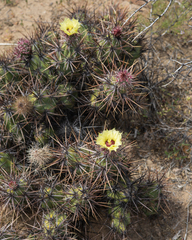 Corynopuntia invicta