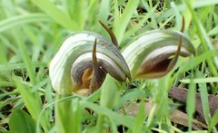 Pterostylis cucullata