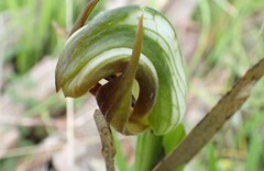 Pterostylis cucullata