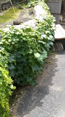 Parthenocissus tricuspidata