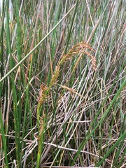 Machaerina articulata