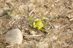 Xanthium orientale