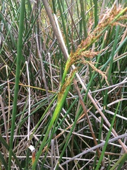 Machaerina articulata