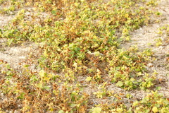 Xanthium orientale