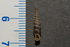 Macrogastra attenuata