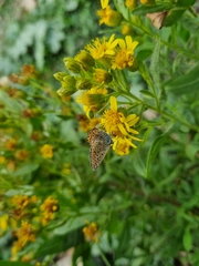 Polyommatus icarus