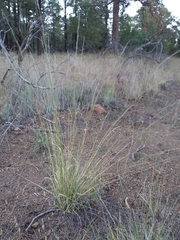 Muhlenbergia montana