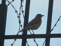 Turdus