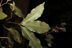 Heritiera trifoliolata