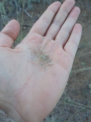 Muhlenbergia montana