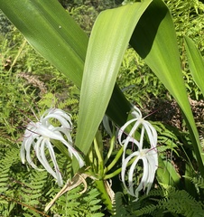 Crinum
