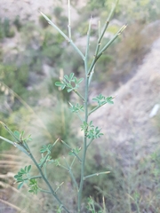 Calicotome spinosa