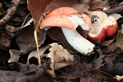 Russula silvestris