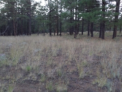 Muhlenbergia montana