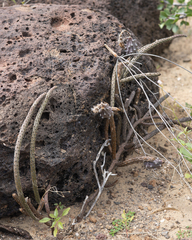 Peniocereus striatus
