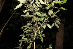 Heritiera trifoliolata
