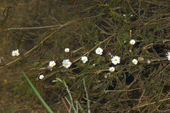 Ranunculus fluitans