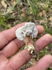 Hypomyces
