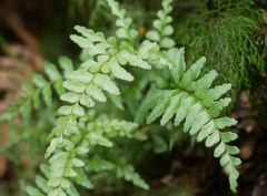 Lindsaea trichomanoides