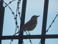 Turdus