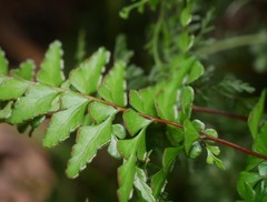 Lindsaea trichomanoides
