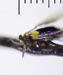 Aphelinidae
