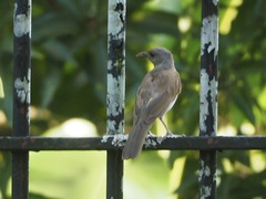 Turdus leucomelas