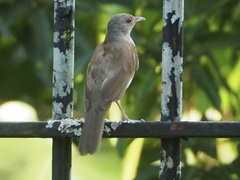 Turdus leucomelas