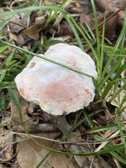 Hypomyces