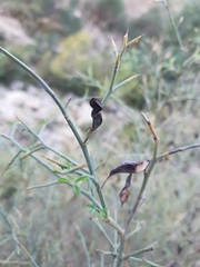 Calicotome spinosa