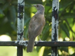 Turdus leucomelas