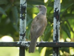 Turdus leucomelas