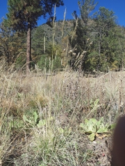 Muhlenbergia montana
