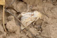 Margelana versicolor