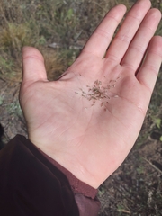 Muhlenbergia montana