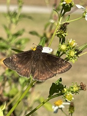Erynnis zarucco