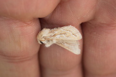 Margelana versicolor