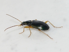 Agonum extensicolle