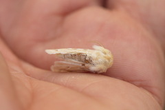 Margelana versicolor