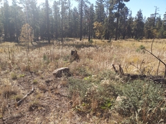 Muhlenbergia montana