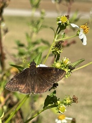 Erynnis zarucco