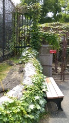 Parthenocissus tricuspidata