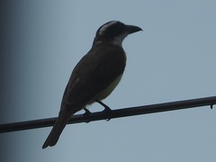 Megarynchus pitangua