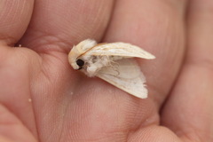 Margelana versicolor