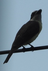 Megarynchus pitangua