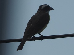 Megarynchus pitangua